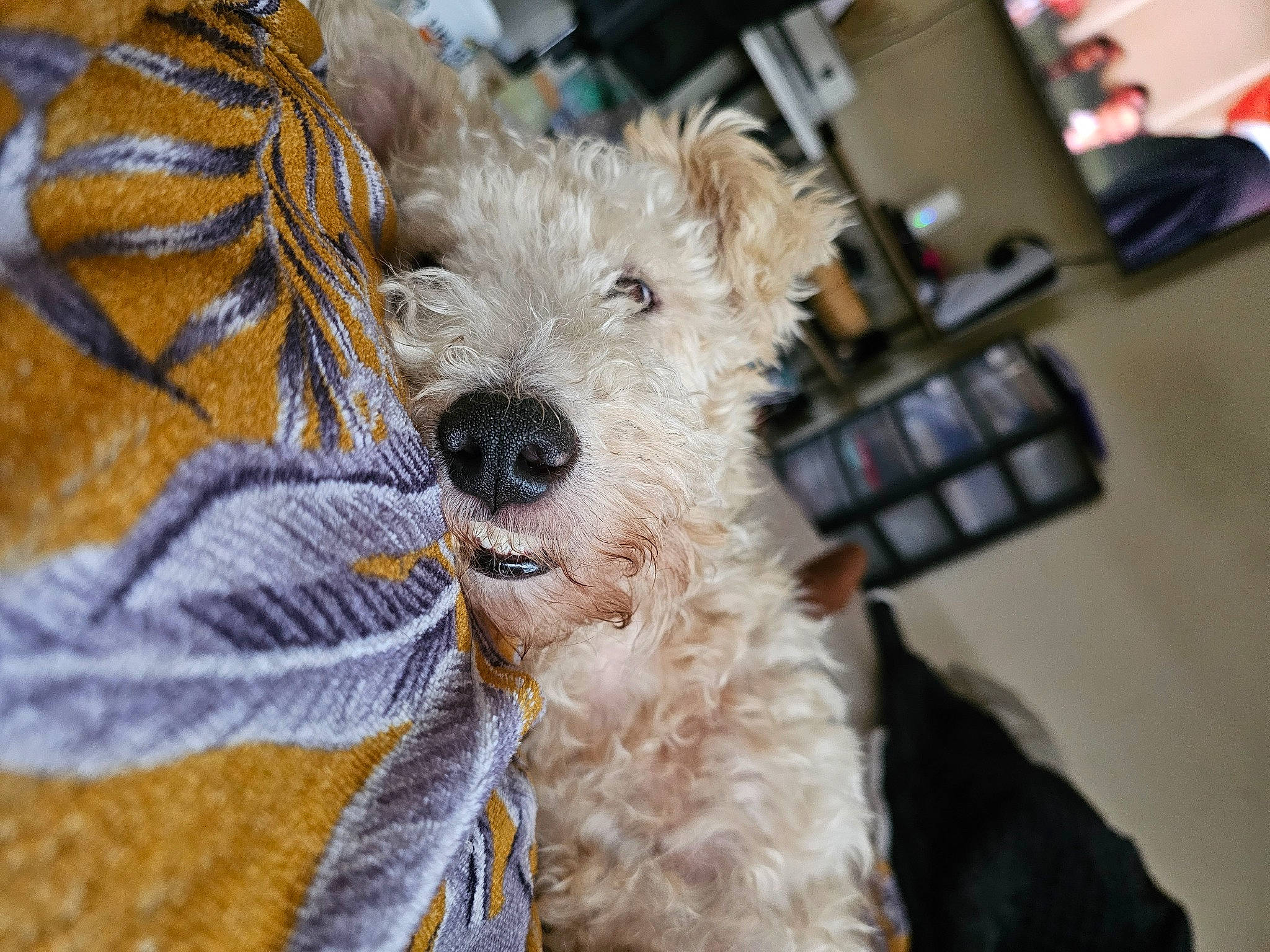 Nestor participe au concours pour gagner de l'argent avec cette photo : canidae, carnivore, collar, companion_dog, dog, dog_breed, dog_clothes, dog_collar, dog_supply, event, fur, maltepoo, non_sporting_group, small_terrier, snout, sporting_group, terrier, toy_dog, working_animal