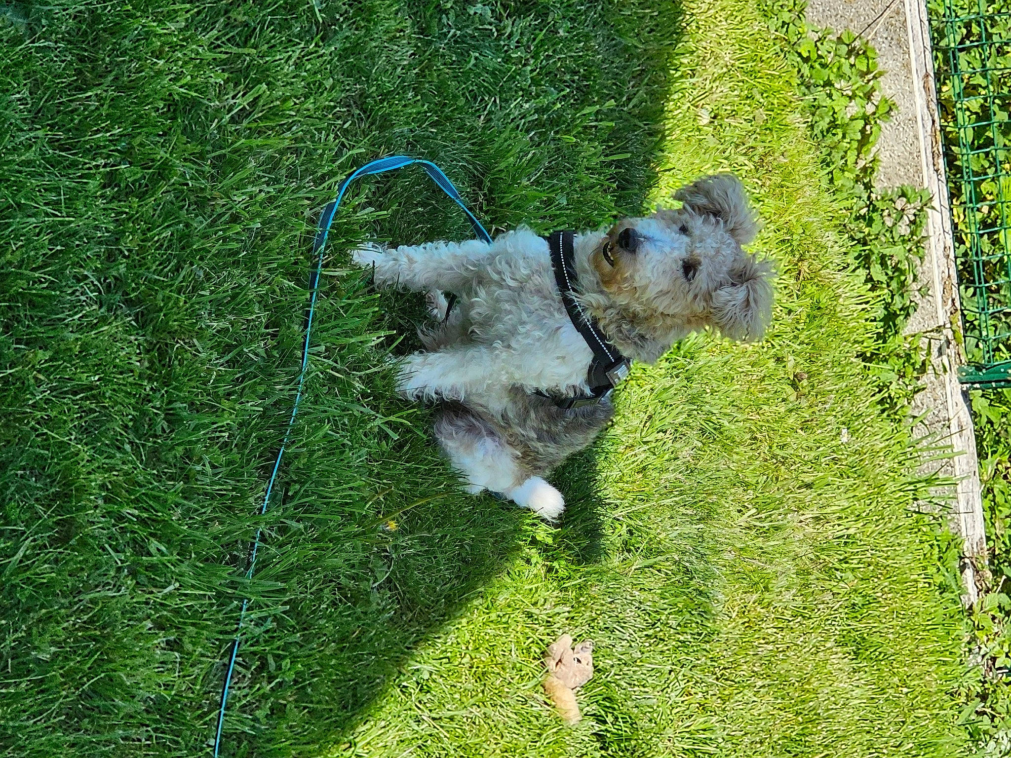 Nestor participe au concours pour gagner de l'argent avec cette photo : canidae, carnivore, cockapoo, companion_dog, dog, dog_breed, dog_collar, fawn, grass, grassland, groundcover, lawn, plant, schnauzer, shrub, small_terrier, tail, terrier, toy_dog, working_animal