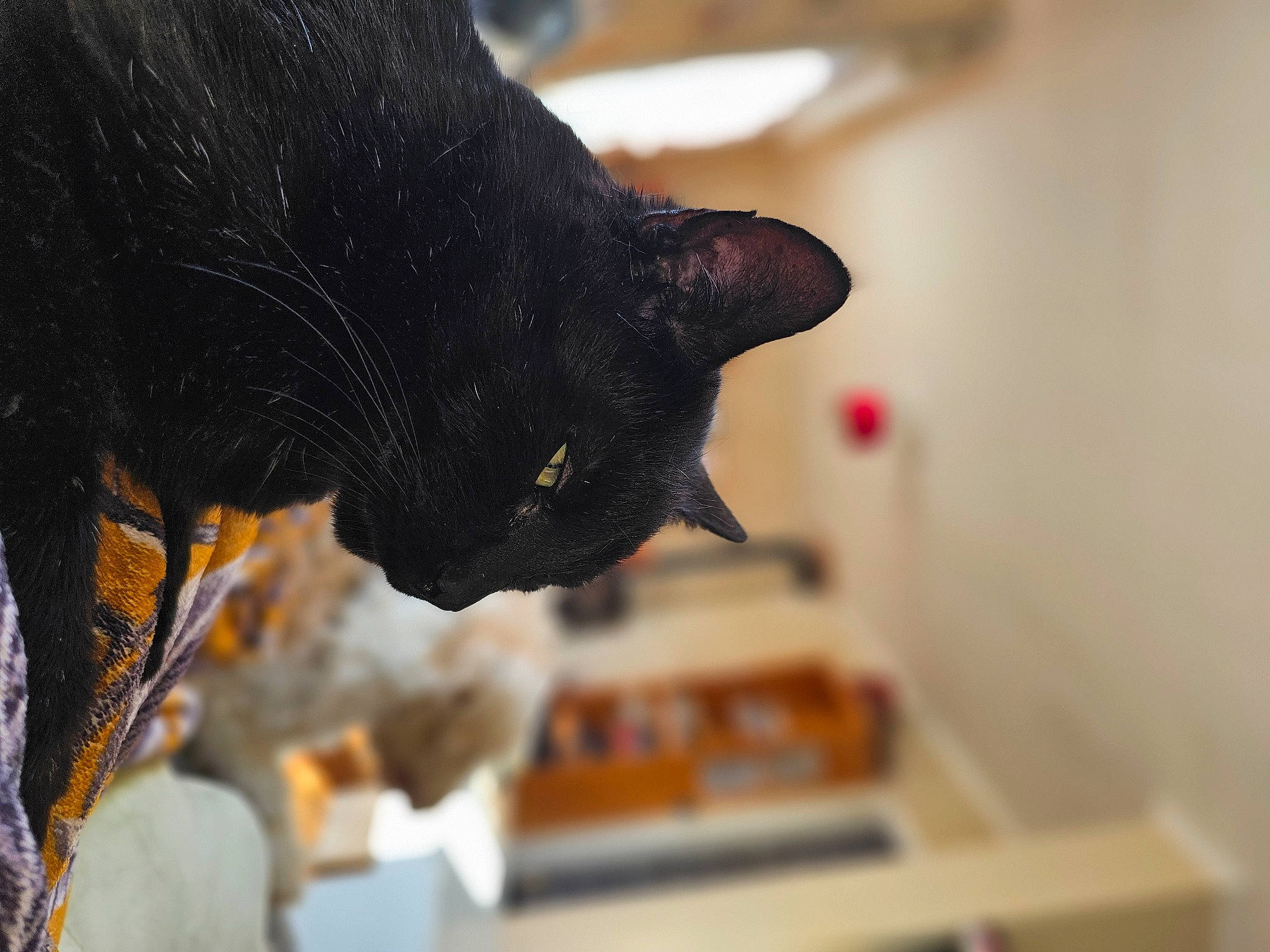 Leo a rejoint le concours — aidez-le/la à gagner de superbes lots ! black_cat, bombay, carmine, carnivore, cat, domestic_short_haired_cat, ear, felidae, fur, small_to_medium_sized_cats, snout, tail, tree, whiskers