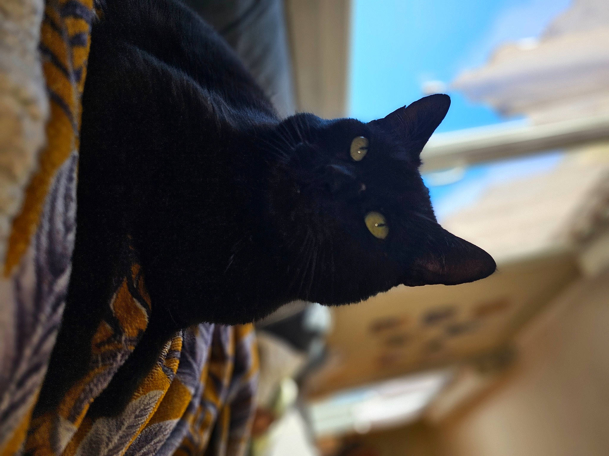 Leo participe au concours pour gagner de l'argent avec cette photo : art, black_cat, carnivore, cat, domestic_short_haired_cat, electric_blue, eye, felidae, fur, gesture, pattern, sculpture, sky, small_to_medium_sized_cats, snout, tail, tree, whiskers, wildlife, wood