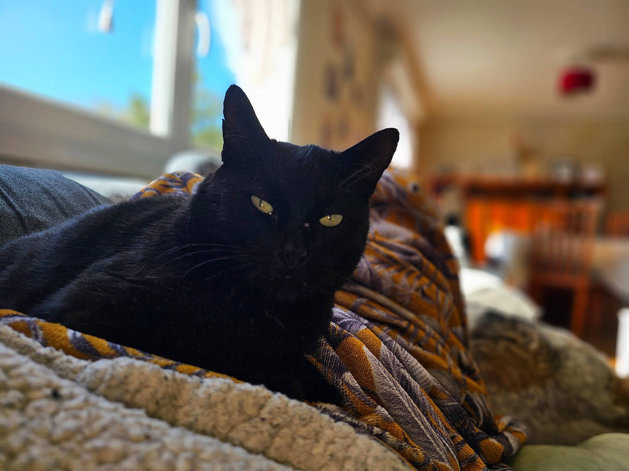 Leo participe au concours pour gagner de l'argent avec cette photo : black_cat, bombay, carnivore, cat, comfort, domestic_short_haired_cat, felidae, fur, grey, sitting, small_to_medium_sized_cats, snout, tree, whiskers, wood