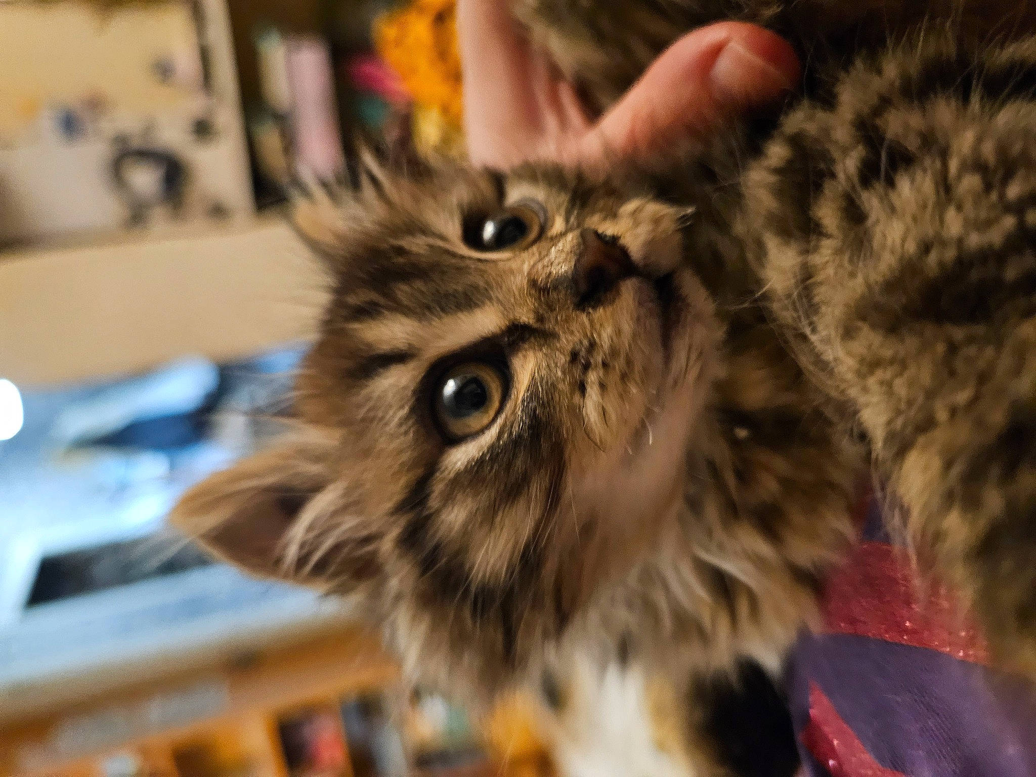 Lily participe au concours pour gagner de l'argent avec cette photo : carnivore, cat, domestic_short_haired_cat, felidae, fur, small_to_medium_sized_cats, snout, terrestrial_animal, whiskers