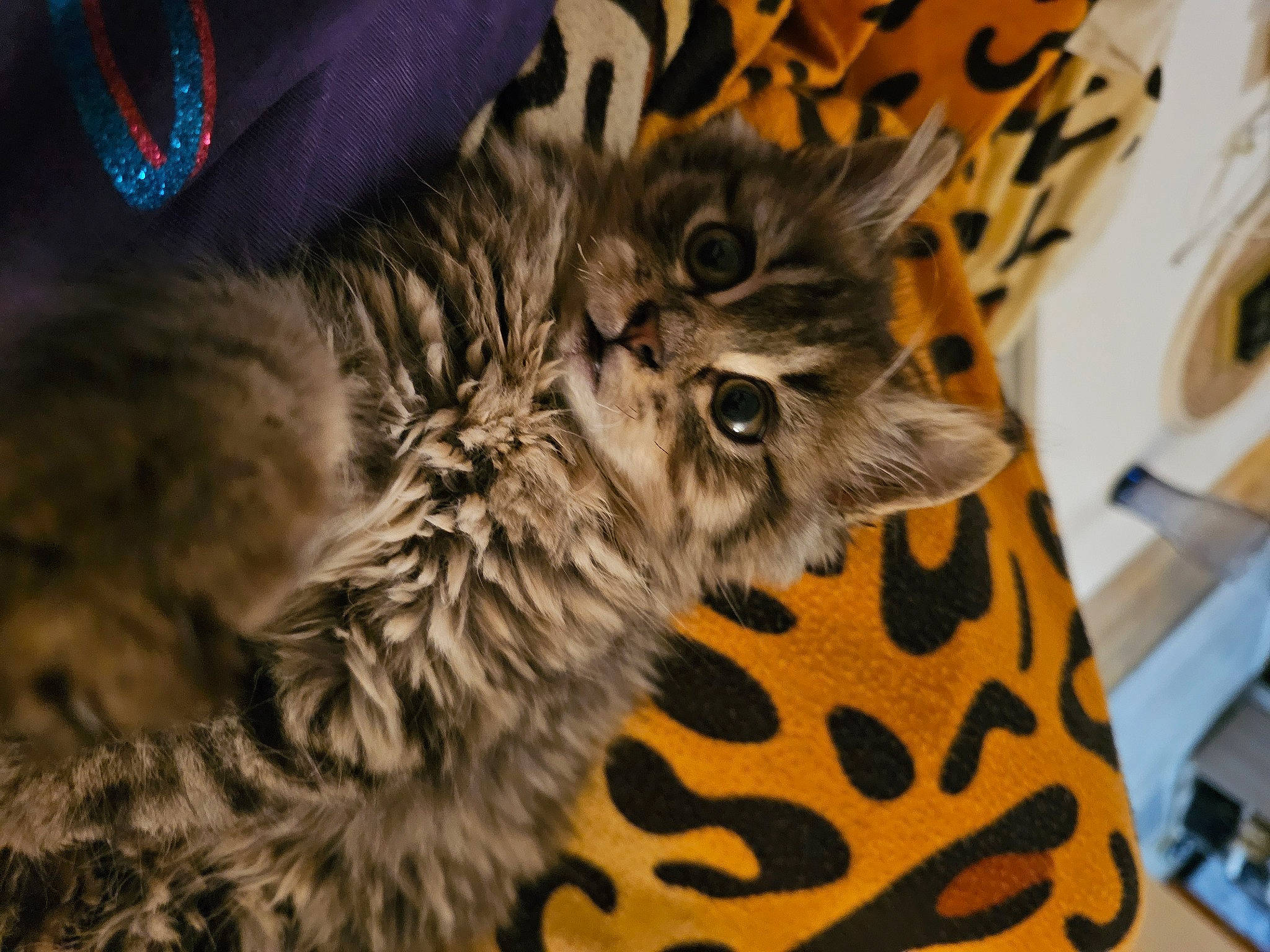 Lily a rejoint le concours — aidez-le/la à gagner de superbes lots ! carnivore, cat, claw, domestic_short_haired_cat, electric_blue, felidae, fur, grey, mammal, paw, small_to_medium_sized_cats, snout, tail, terrestrial_animal, vertebrate, whiskers, wildlife