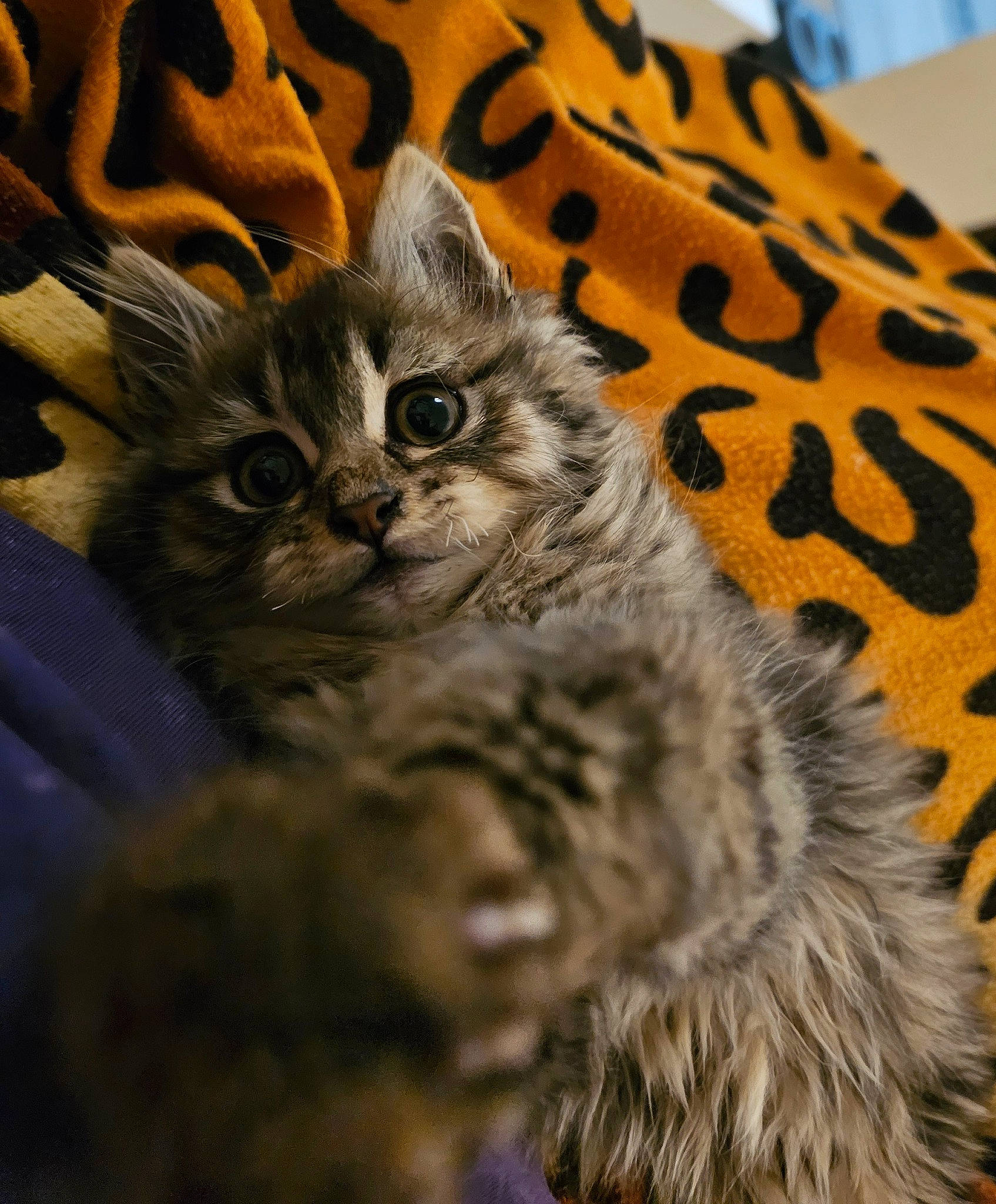 Lily a rejoint le concours — aidez-le/la à gagner de superbes lots ! carnivore, cat, claw, close_up, comfort, domestic_short_haired_cat, fawn, felidae, fur, mammal, pattern, paw, small_to_medium_sized_cats, snout, tail, terrestrial_animal, vertebrate, whiskers, wildlife