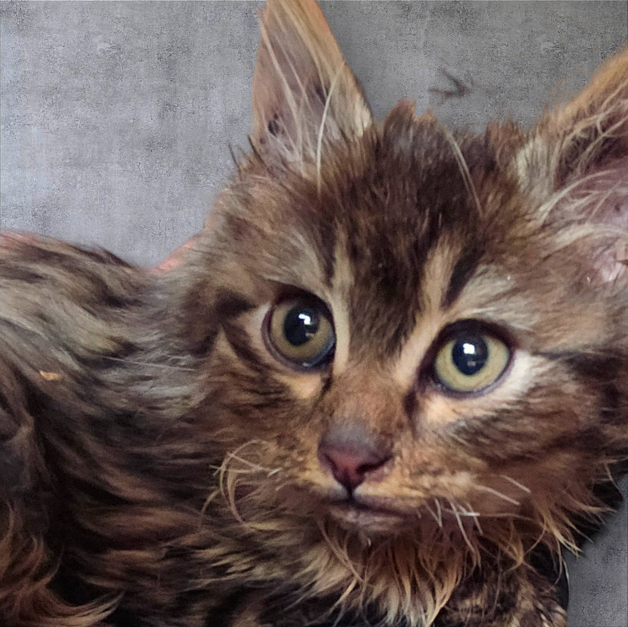 Lily participe au concours pour gagner de l'argent avec cette photo : carnivore, cat, close_up, domestic_short_haired_cat, ear, fawn, felidae, fur, hair, iris, maine_coon, paw, small_to_medium_sized_cats, snout, terrestrial_animal, whiskers