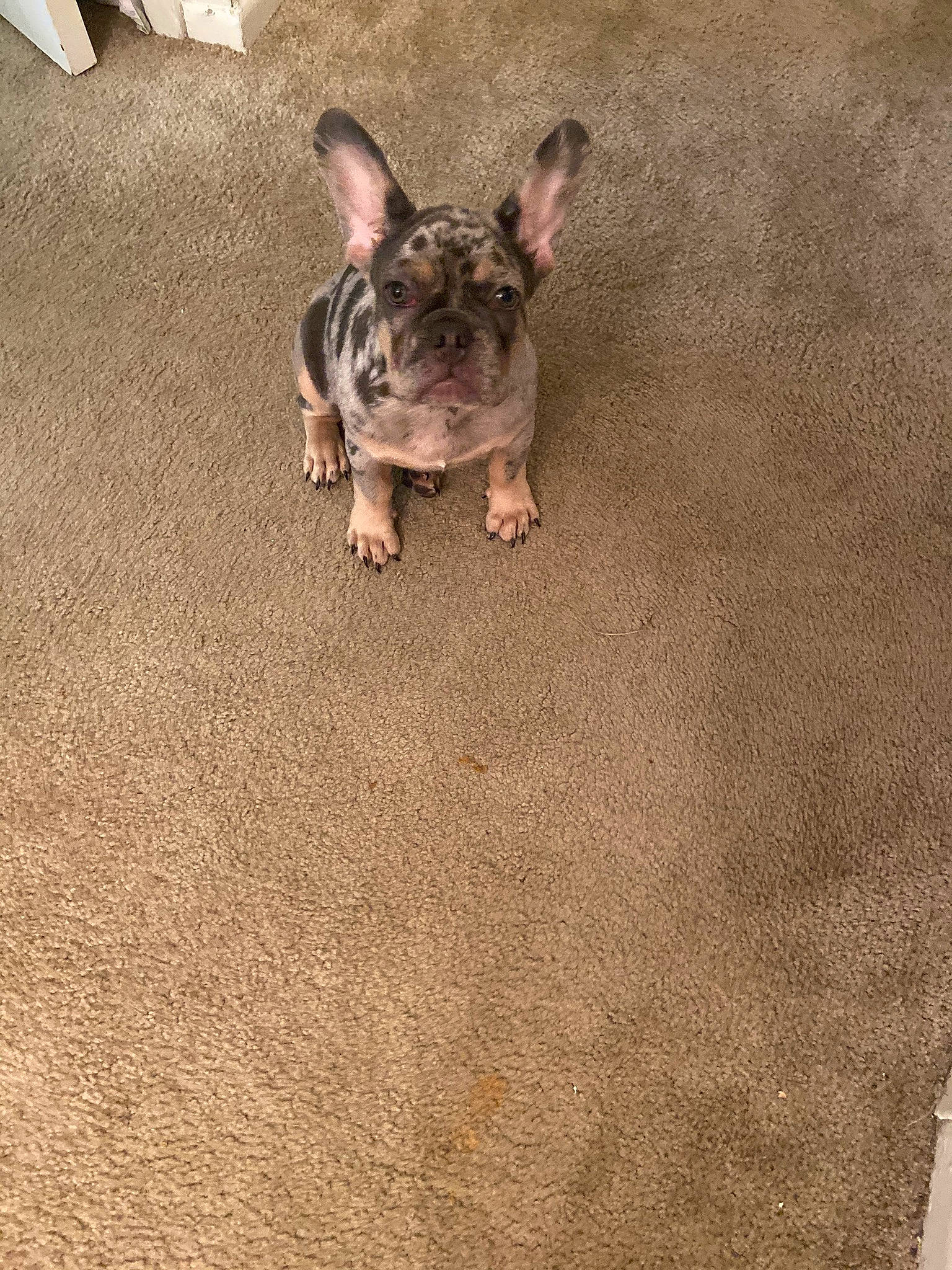 Latto joined the competition — help win amazing prizes! bulldog, carnivore, companion_dog, dog, dog_breed, fawn, felidae, flooring, french_bulldog, fur, grass, paw, snout, soil, sporting_group, tail, terrestrial_animal, toy_dog, whiskers, wood