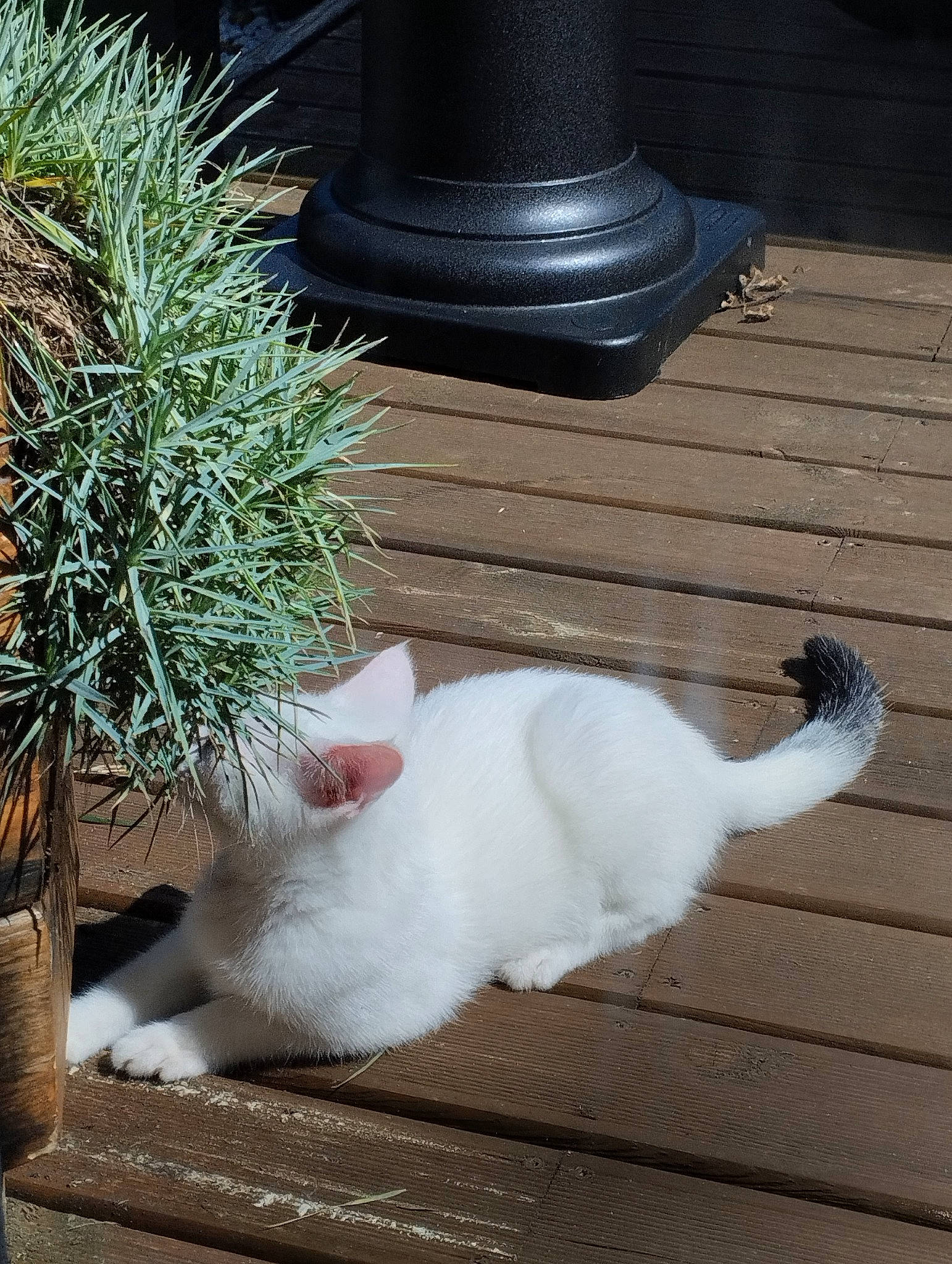 Casper a rejoint le concours — aidez-le/la à gagner de superbes lots ! carnivore, cat, conifer, domestic_short_haired_cat, fedora, felidae, flooring, flowerpot, foot, fur, grass, hardwood, hat, herb, paw, plant, small_to_medium_sized_cats, tail, whiskers, wood