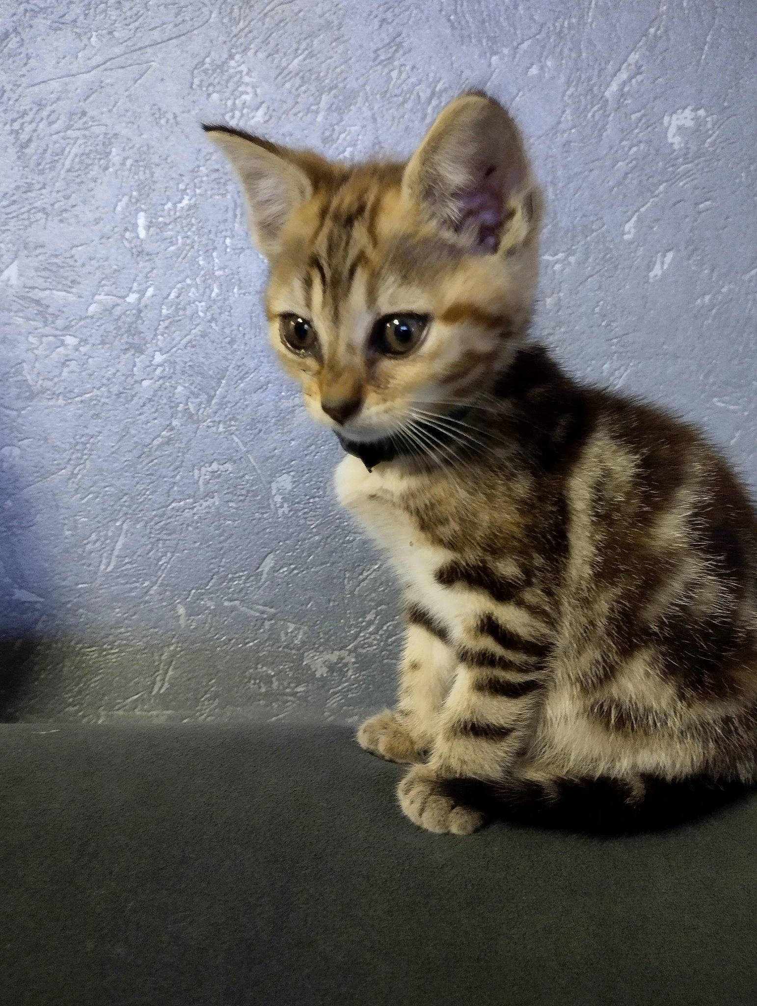 Snow a rejoint le concours — aidez-le/la à gagner de superbes lots ! art, carnivore, cat, claw, domestic_short_haired_cat, eye, felidae, fur, paw, sitting, small_to_medium_sized_cats, snout, tail, terrestrial_animal, whiskers, wildlife