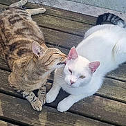 Snow participe au concours pour gagner de l'argent avec cette photo : affection, animals, cats, close_up, companionship, cute, ears, feline, fur, kissing, lying_down, outdoor, pets, planks, resting, striped_fur, tabby_cat, whiskers, white_cat, wooden_deck