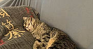 Archie is registered to the contest to win money with this photo: animal, cat, comfort, couch, cozy, domestic_animal, feline, fur, home, indoor, mammal, nap, pet, pillow, relaxed, resting, sleeping, tabby_cat, tail, whiskers