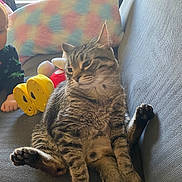 Archie joined the competition — help win amazing prizes! baby, cat, child, colorful, couch, cozy, feline, home, indoor, light, pastel, pet, pillow, playful, relaxed, seated, tabby, texture, toy, window