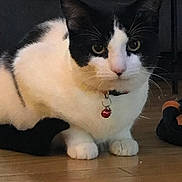 Ashetine is registered to the contest to win money with this photo: alert, animal, bell, black_and_white, cat, closeup, collar, curious, domestic, eye_contact, feline, fur, indoor, looking, paws, pet, quiet, sitting, whiskers, wooden_floor