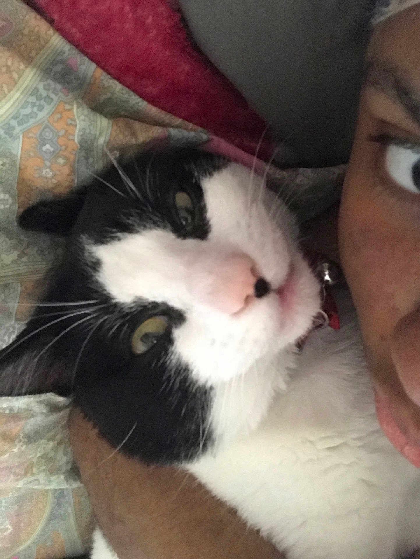 Ashetine joined the competition — help win amazing prizes! black_and_white, cat, close_up, companion, cozy, cuddle, eye, face, fur, indoor, nose, patterned, person, pet, pink, portrait, quilt, relaxation, snuggle, whiskers