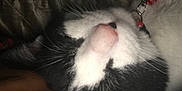 Ashetine is registered to the contest to win money with this photo: bell, black_and_white, blanket, cat, close_up, collar, comfort, companion, cozy, domestic_animal, face, fur, indoor, person, pet, resting, sleeping, snuggling, soft_lighting, whiskers
