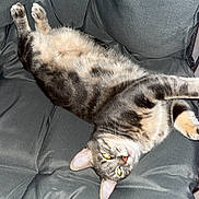 Pilou a rejoint le concours — aidez-le/la à gagner de superbes lots ! cat, tabby, pet, animal, feline, relaxed, upside_down, cushion, chair, fur, whiskers, indoor, cute, sleepy, domestic_animal, paw, ears, striped, resting, fluffy