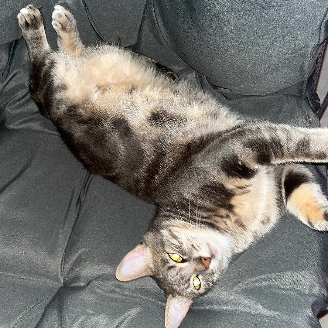 Pilou a rejoint le concours — aidez-le/la à gagner de superbes lots ! animal, cat, chair, cushion, cute, domestic_animal, ears, feline, fluffy, fur, indoor, paw, pet, relaxed, resting, sleepy, striped, tabby, upside_down, whiskers