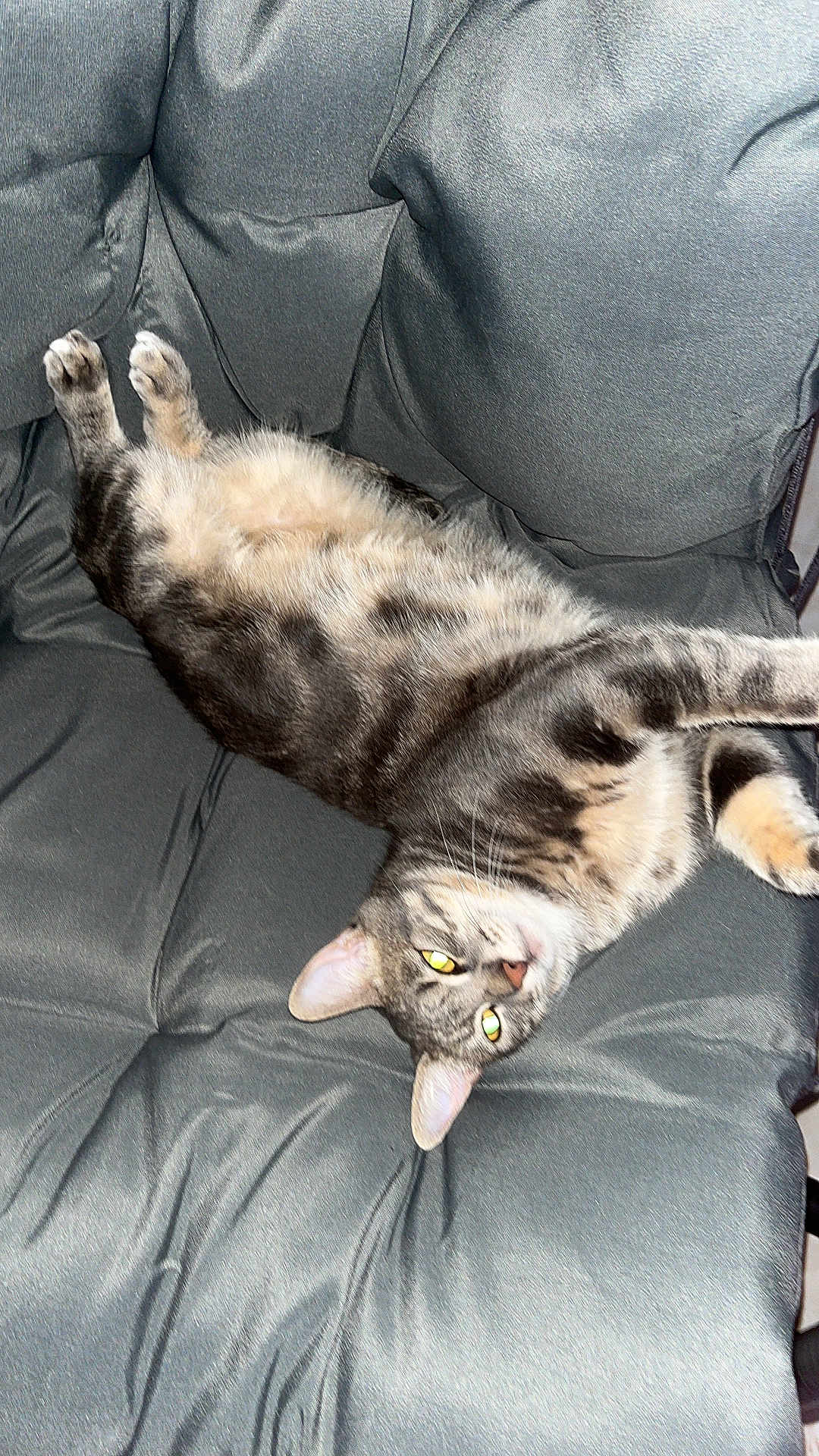 Pilou a rejoint le concours — aidez-le/la à gagner de superbes lots ! cat, tabby, pet, animal, feline, relaxed, upside_down, cushion, chair, fur, whiskers, indoor, cute, sleepy, domestic_animal, paw, ears, striped, resting, fluffy