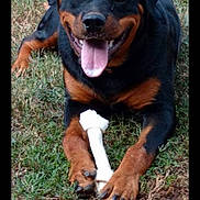 Ruger joined the competition — help win amazing prizes! rottweiler, dog, animal, pet, grass, bone, outdoor, happy, tongue_out, black_and_tan, laying_down, canine, mammal, playful, nature, paw, fur, cheerful, companion, domestic_animal