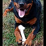 rottweiler, dog, animal, pet, grass, bone, outdoor, happy, tongue_out, black_and_tan, laying_down, canine, mammal, playful, nature, paw, fur, cheerful, companion, domestic_animal