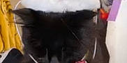 Bea is registered to the contest to win money with this photo: animal, blackcat, cat, christmas, christmasdecorations, clothing, face, festival, happy, hat, head, indoors, interiordesign, kitten, partyhat, person, pet, smile