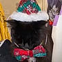 animal, blackcat, cat, christmas, christmasdecorations, clothing, face, festival, happy, hat, head, indoors, interiordesign, kitten, partyhat, person, pet, smile