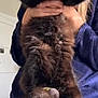 abyssinian, angora, animal, blackcat, cat, doctor, egyptiancat, face, head, hugging, indoors, interiordesign, kitten, person, pet, veterinarian