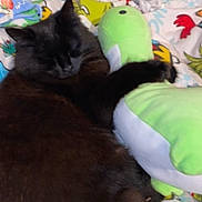 Bea is registered to the contest to win money with this photo: animal, blackcat, cat, clothing, couch, cushion, envelope, furniture, hat, homedecor, indoors, interiordesign, kitten, manx, person, pet, plush, siamese, sleeping, toy