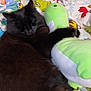 animal, blackcat, cat, clothing, couch, cushion, envelope, furniture, hat, homedecor, indoors, interiordesign, kitten, manx, person, pet, plush, siamese, sleeping, toy