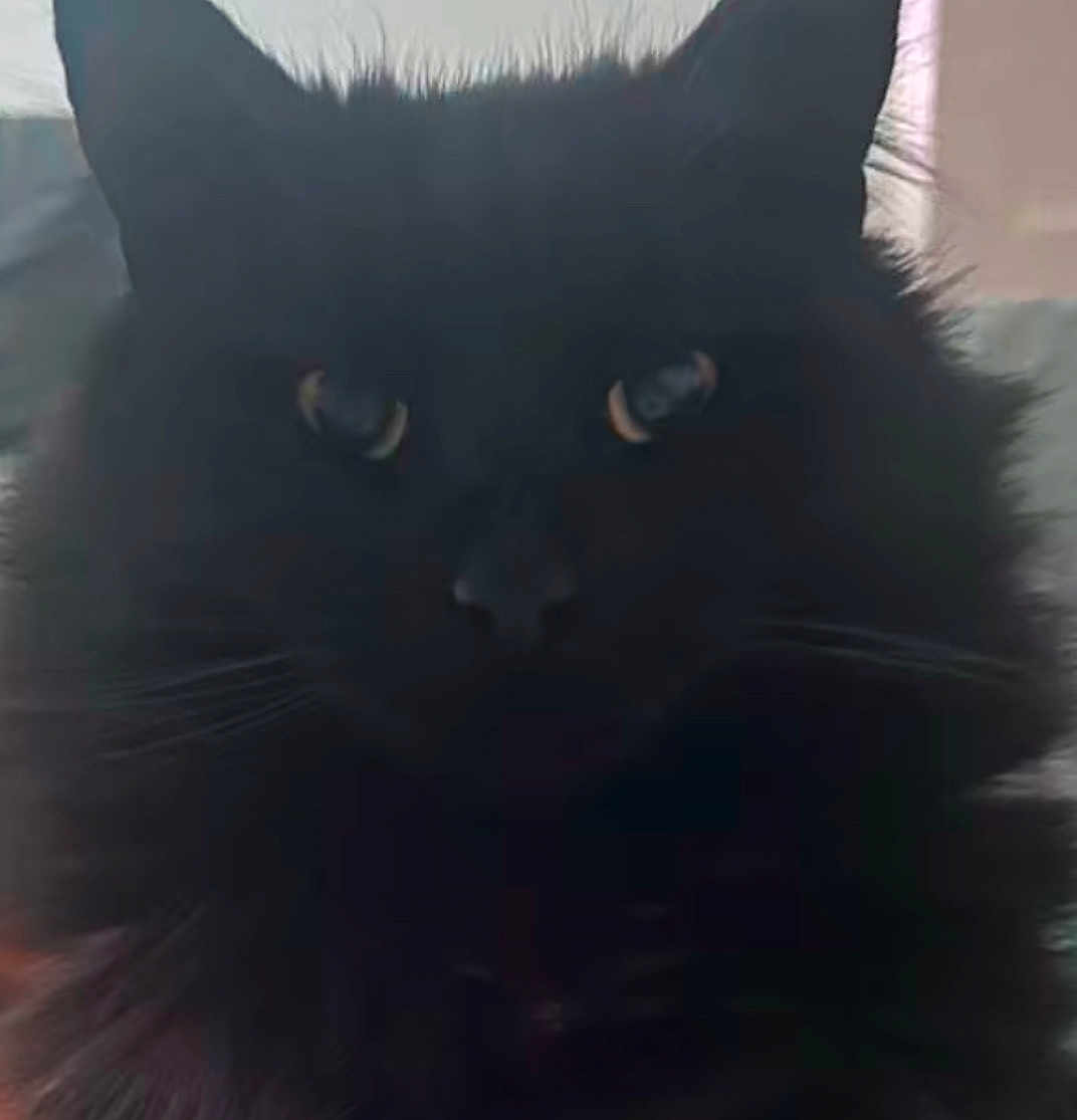 Bea