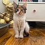 angora, animal, cat, chestofdrawers, desk, drawer, furniture, hardwood, indoors, interiordesign, kitten, manx, pet, sideboard, stainedwood, table, wood