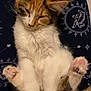 abyssinian, accessories, angora, animal, blanket, cat, chair, couch, cushion, face, furniture, head, homedecor, kitten, manx, person, pet, quilt, siamese, sleeping