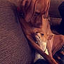 affection, animal, brown_dog, canine, companion, couch, cozy, dog, domestic, friendship, furniture, home, indoor, looking, pet, puppy, relaxing, small_dog, snuggle, two_animals