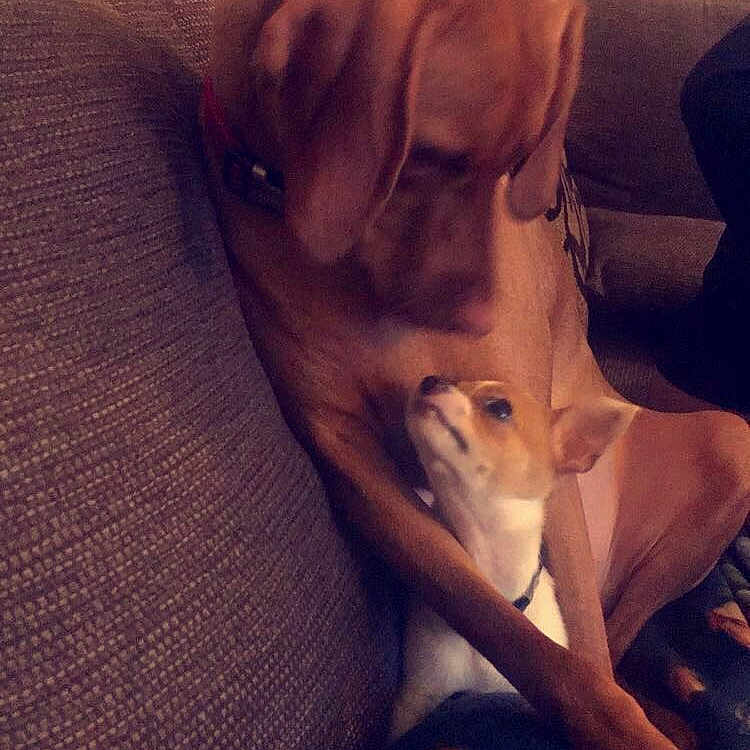 Sinshine is registered to the contest to win money with this photo: affection, animal, brown_dog, canine, companion, couch, cozy, dog, domestic, friendship, furniture, home, indoor, looking, pet, puppy, relaxing, small_dog, snuggle, two_animals