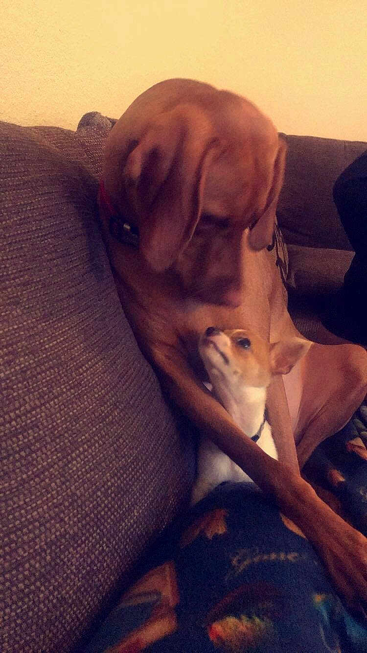 Sinshine is registered to the contest to win money with this photo: affection, animal, brown_dog, canine, companion, couch, cozy, dog, domestic, friendship, furniture, home, indoor, looking, pet, puppy, relaxing, small_dog, snuggle, two_animals