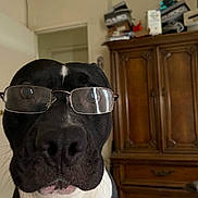 Zeus is registered to the contest to win money with this photo: dog, black_and_white, glasses, close_up, indoor, furniture, cabinet, pet, portrait, face, nose, whiskers, domestic_animal, expression, curious, home, wood, room, animal, cute
