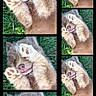 Bonnie a rejoint le concours — aidez-le/la à gagner de superbes lots ! animal, brown_fur, close_up, collage, cute, dog, fluffy, grass, lying_down, open_mouth, outdoor, paw, paw_pads, pet, pink_nose, playful, portrait, puppy, repeated_images, smiling