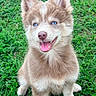 Bonnie participe au concours pour gagner de l'argent avec cette photo : animal, blue_eyes, closeup, dog, ears, fluffy, fur, grass, happy, husky, nature, open_mouth, outdoors, pet, portrait, puppy, siberian_husky, sitting, smiling, tongue