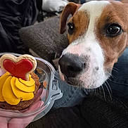 Donald Mccarthy joined the competition — help win amazing prizes! animal, background_blur, brown, close_up, cookie, cupcake, curious, dog, fabric, food, frosting, hand, heart_shaped, indoor, pet, plastic_container, sniffing, sofa, treat, white