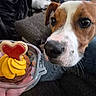 animal, background_blur, brown, close_up, cookie, cupcake, curious, dog, fabric, food, frosting, hand, heart_shaped, indoor, pet, plastic_container, sniffing, sofa, treat, white