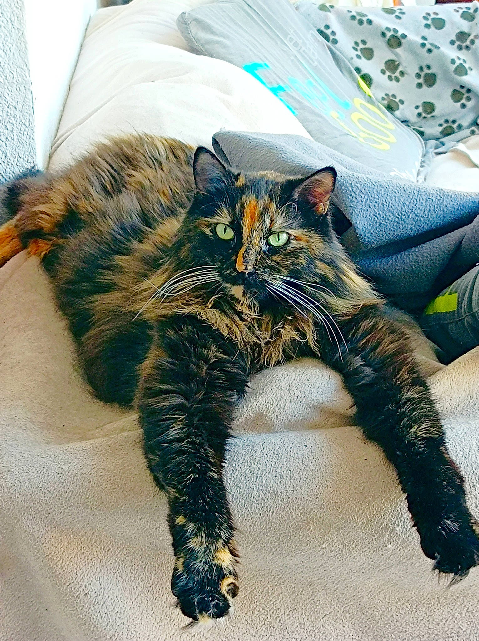 Cara participe au concours pour gagner de l'argent avec cette photo : carnivore, cat, claw, comfort, domestic_short_haired_cat, electric_blue, felidae, foot, fur, human_leg, linens, nap, pattern, paw, pillow, small_to_medium_sized_cats, snout, tail, terrestrial_animal, whiskers