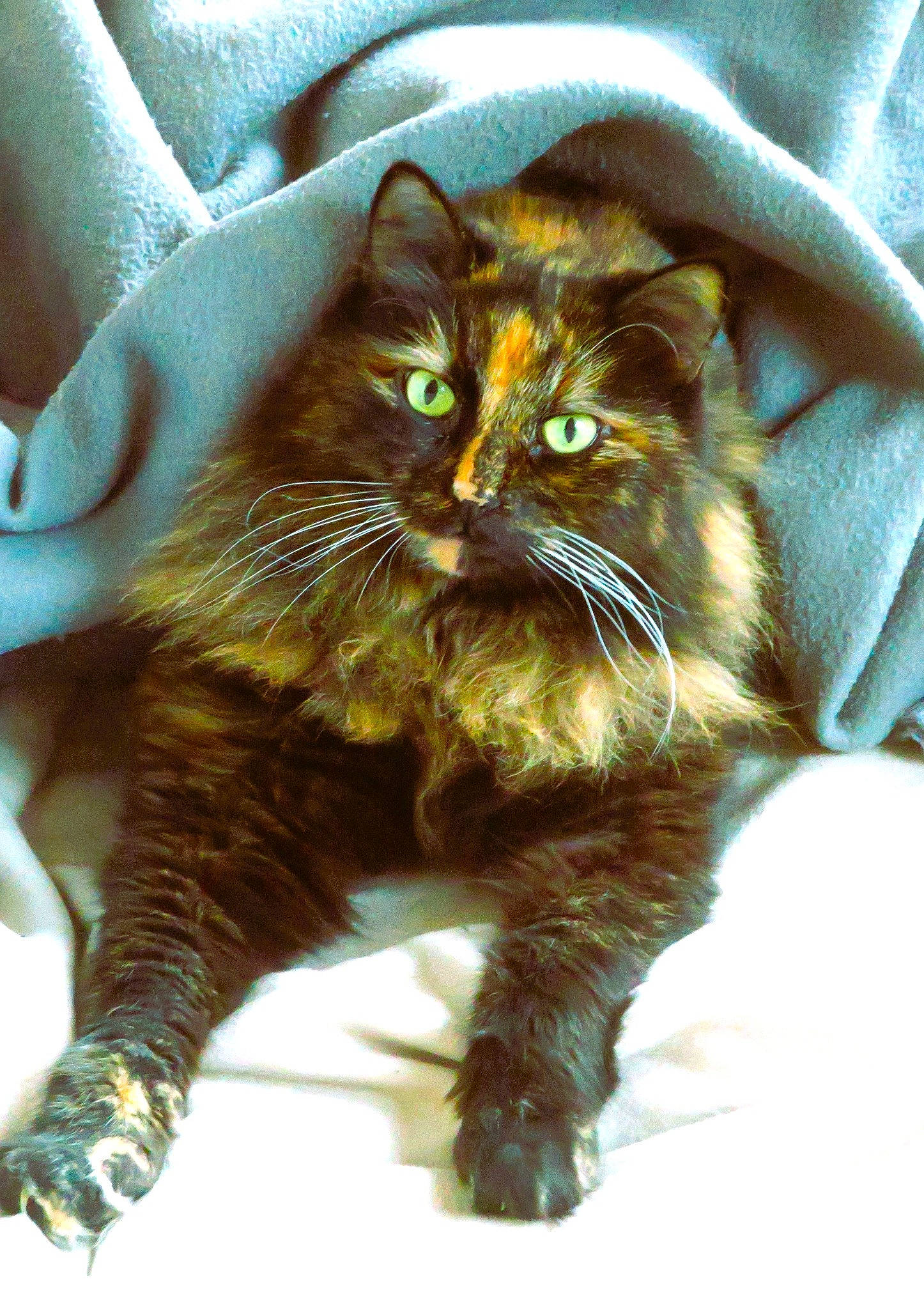 Cara participe au concours pour gagner de l'argent avec cette photo : carnivore, cat, claw, domestic_short_haired_cat, fawn, felidae, fur, pattern, paw, small_to_medium_sized_cats, snout, tail, terrestrial_animal, whiskers