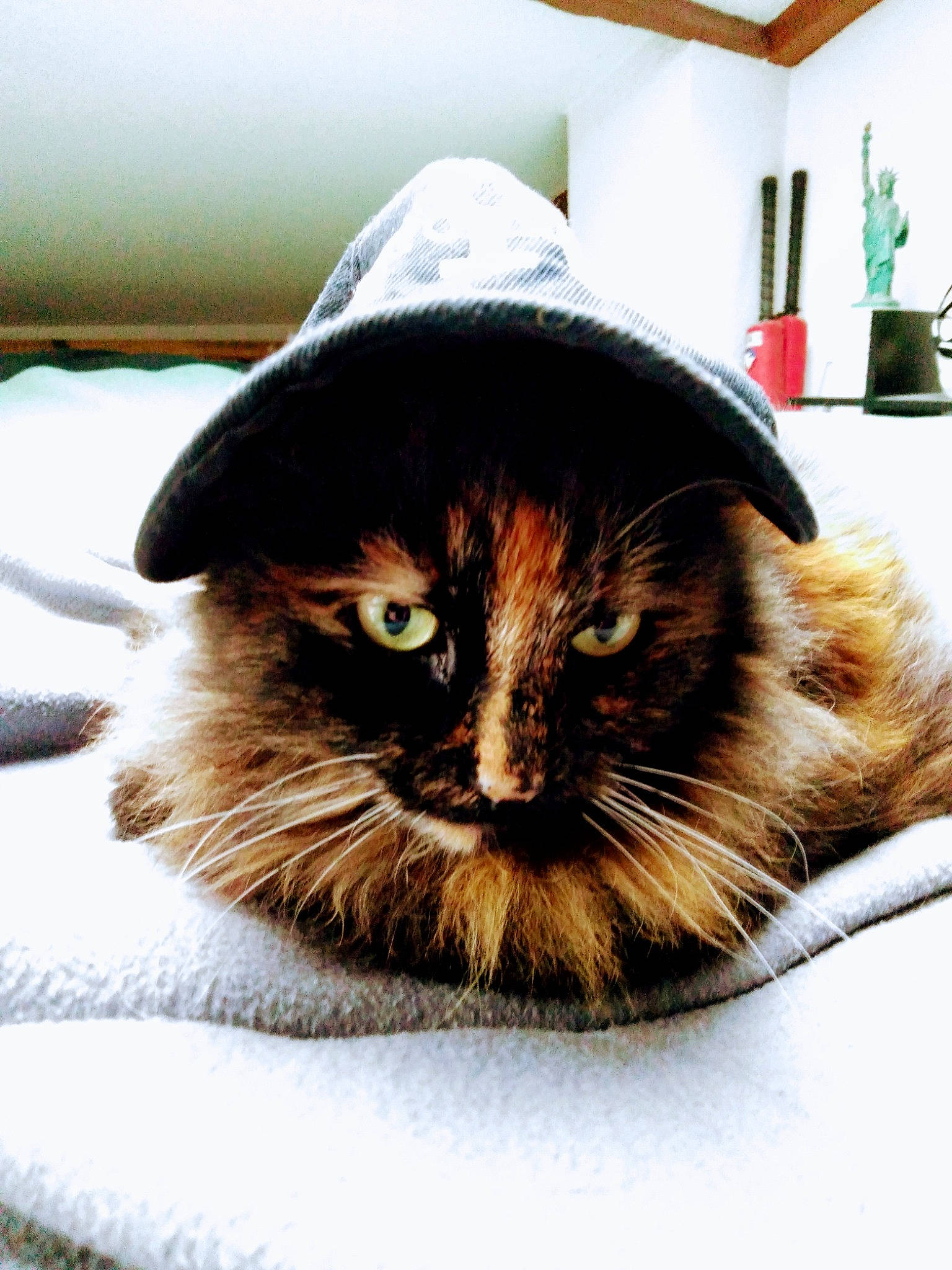 Cara participe au concours pour gagner de l'argent avec cette photo : black_cat, carnivore, cat, cat_bed, cat_supply, comfort, domestic_short_haired_cat, felidae, fur, houseplant, linens, plant, small_to_medium_sized_cats, snout, terrestrial_animal, tree, whiskers