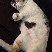 Mysteria joined the competition — help win amazing prizes! cat, feline, pet, sleeping, relaxed, fur, white_fur, heart_shape, patch, paw, animal, cute, cozy, resting, indoor, domestic_animal, closeup, mammal, whiskers, calico