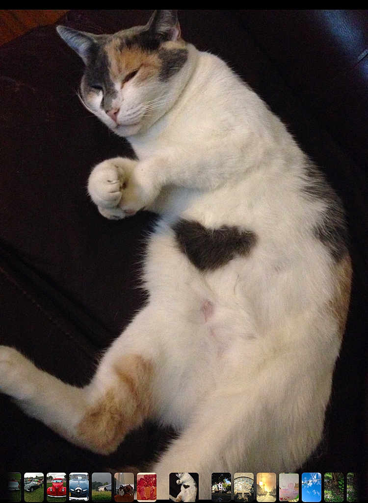 Mysteria joined the competition — help win amazing prizes! cat, feline, pet, sleeping, relaxed, fur, white_fur, heart_shape, patch, paw, animal, cute, cozy, resting, indoor, domestic_animal, closeup, mammal, whiskers, calico