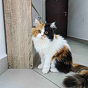 Cali joined the competition — help win amazing prizes! cat, calico_cat, fluffy, indoor, pet, animal, yellow_eyes, wooden_cabinet, tile_floor, curious, sitting, tail, fur, whiskers, door, wall, home, domestic, cute, mammal