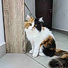 cat, calico_cat, fluffy, indoor, pet, animal, yellow_eyes, wooden_cabinet, tile_floor, curious, sitting, tail, fur, whiskers, door, wall, home, domestic, cute, mammal