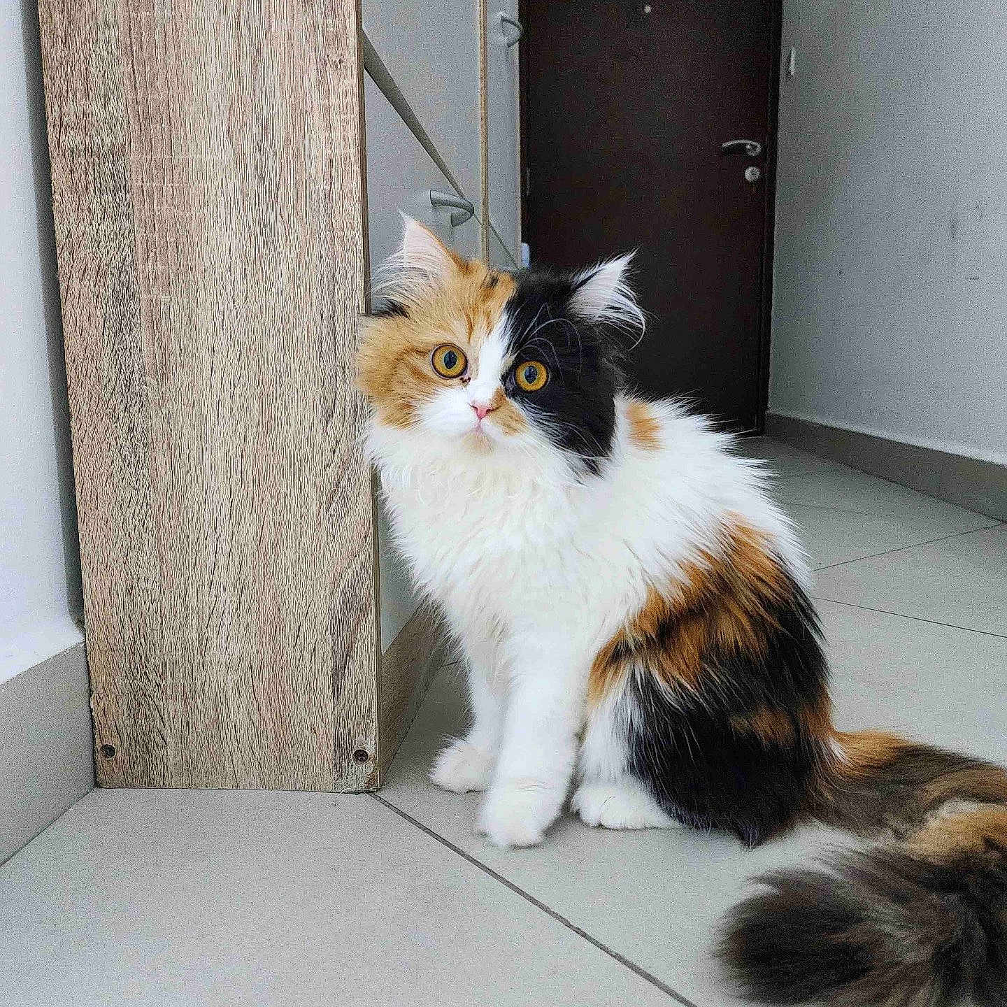 Cali joined the competition — help win amazing prizes! cat, calico_cat, fluffy, indoor, pet, animal, yellow_eyes, wooden_cabinet, tile_floor, curious, sitting, tail, fur, whiskers, door, wall, home, domestic, cute, mammal