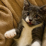 Alphonse a rejoint le concours — aidez-le/la à gagner de superbes lots ! kitten, cat, gray, white, paw, whiskers, blanket, soft, cute, playful, pet, fur, animal, indoor, cozy, closeup, young, mammal, feline, relaxing