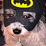 animal, batman_mask, close_up, costume, cozy, curly_fur, cute, dog, eyes, face_mask, fluffy, fur, indoor, nose, pet, pet_accessory, portrait, superhero, warm_lighting, white_fur