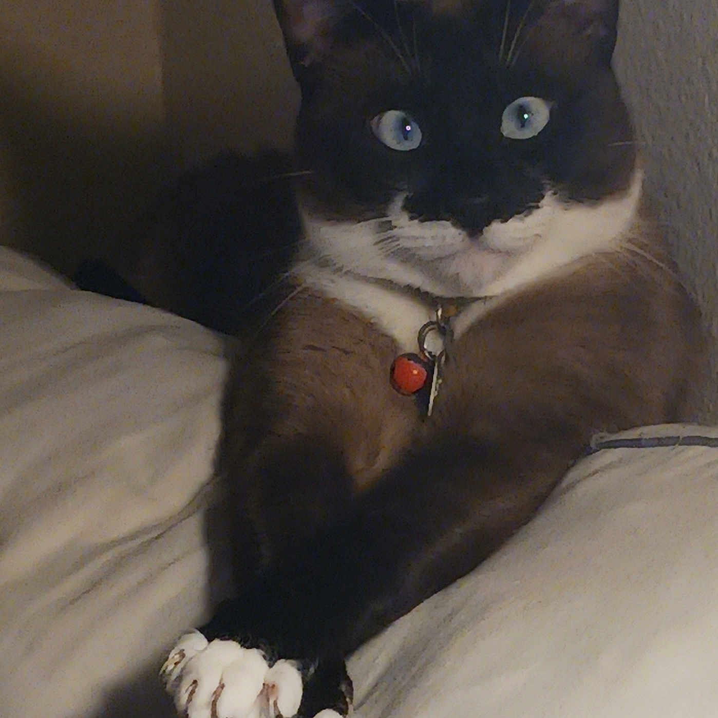 Artemis is registered to the contest to win money with this photo: abyssinian, accessories, animal, bed, bedroom, blackcat, blanket, cat, claw, collar, couch, electronics, furniture, hardware, hook, indoors, kitten, manx, pet, siamese